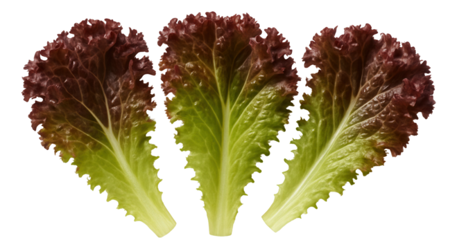 A small heap of raw buckwheat groats on a white ceramic dish, showcasing their triangular shape and earthy hue