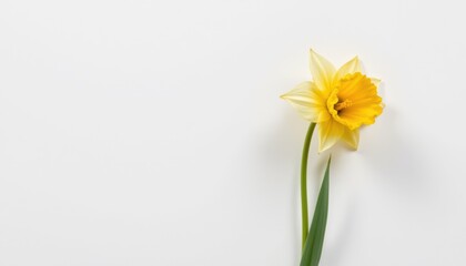 Obraz premium Isolate single daffodil flower with delicate yellow petals and long green stem against white background