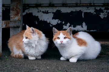Portrait of two Kitten sitting outdoors. Horizontal image with selective focus.	