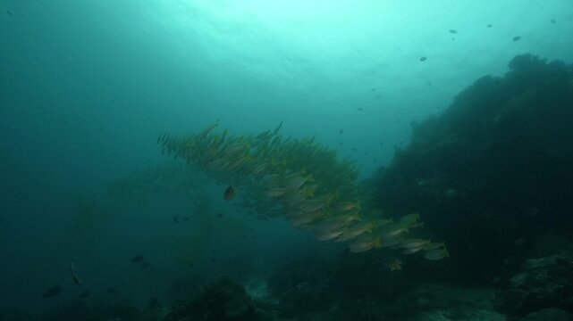 a massive school of Yellowfin snappers gliding together over the rocky coral formations in slow motion high resolution underwater scenery