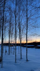 sunset in the forest 