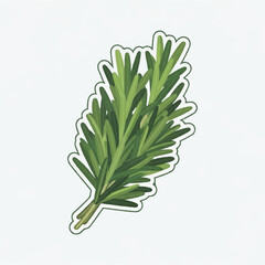Obraz premium A sprig of rosemary with dark green needlelike leaves