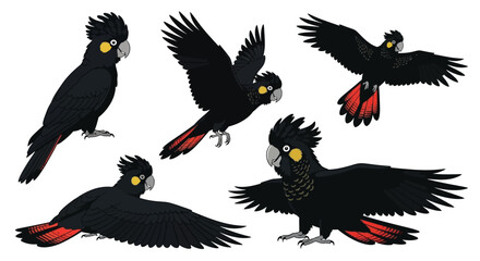 Fototapeta premium Black palm cockatoo vector illustration set tropical birds art