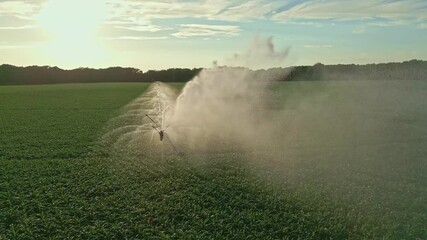 A beautiful countryside landscape with a corn farm. Farm and farming. A field full of ripe corn. Irrigation system in function watering agricultural plants. Sprinklers irrigation watering summer field - Powered by Adobe