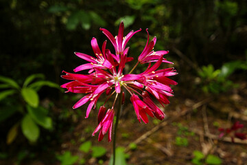 Flower umbel of the red clintonia (Clintonia andrewsiana) blooming in Northern California forest