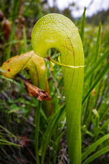 Young Pitcher of the Californian Cobra Lily (Darlingtonia californica), in natural habitat in Northern California