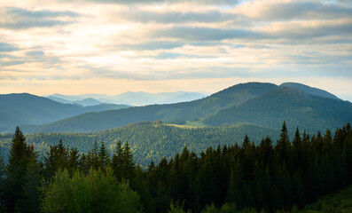 Obraz premium Summer background of the mountains. Breathtaking summer day in wild mountains with coniferous forest and green slopes. Scenic view of the morning mountains. Carpathian vivid landscapes.