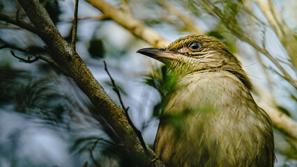 Bird perching on branch observing surrounding nature