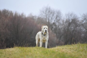 portrait of a Central Asian Shepherd dog on a natural background