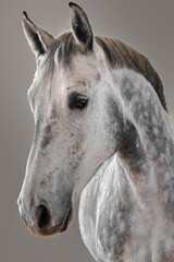 piebald horse head detail on a beige background