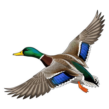 mallard duck hunting illustration logo vector image t shirt