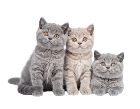 Sweet duo of British Shorthair kittens isolated on transparent background