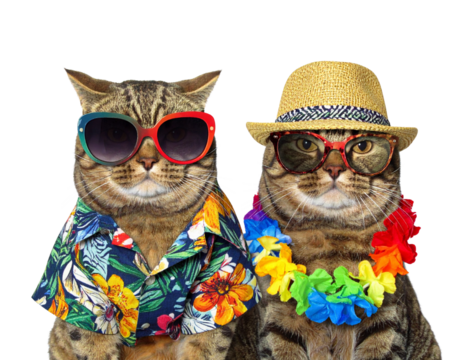 Cat wearing sunglasses and dressed for summer isolated on transparent background - Powered by Adobe