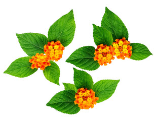 three clusters of vibrant orange and yellow lantana, lantana camara, blossoms surrounded by large textured green leaves isolated on black.