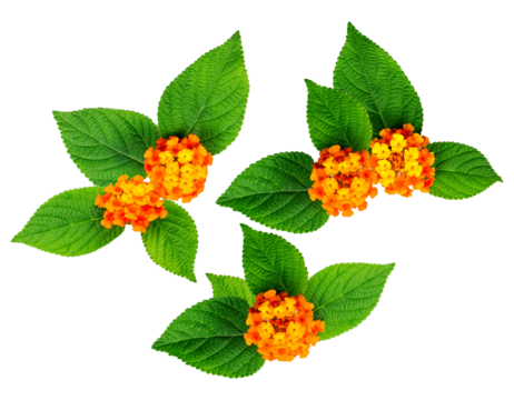 three clusters of vibrant orange and yellow lantana, lantana camara, blossoms surrounded by large textured green leaves isolated on black.