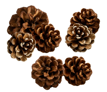 group of detailed brown pine cones, showcasing natural texture and overlapping scales, isolated on a clean transparent background.
