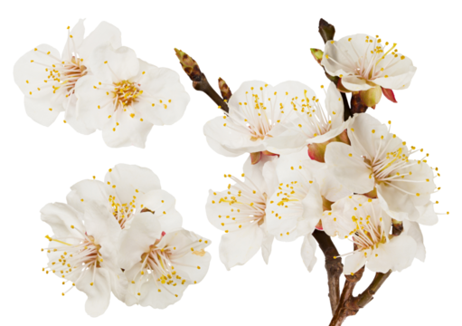 detailed photograph of white and pink apricot tree blossoms with yellow stamens and buds clustered on small branches isolated on black.