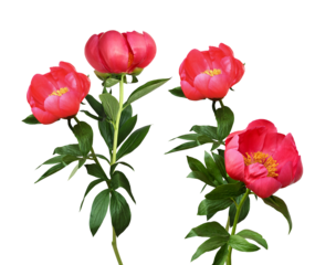 four individual blooming coral pink/red peony flowers with long green stems and leaves isolated on a solid transparent background. floral photograph.