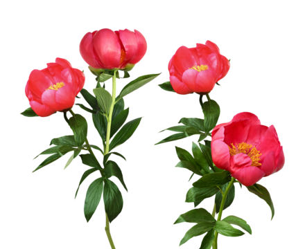 four individual blooming coral pink/red peony flowers with long green stems and leaves isolated on a solid transparent background. floral photograph.