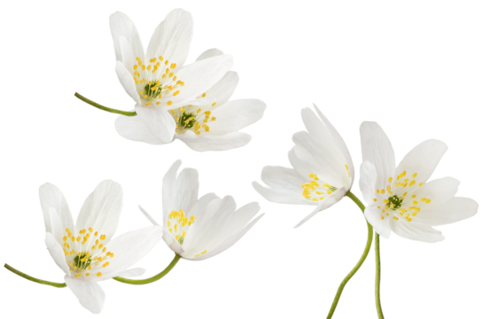 dynamic arrangement of fresh white wood anemone (anemonoides nemorosa) flowers featuring bright yellow stamens, isolated against a solid transparent background.