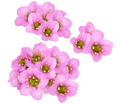 vibrant pink bergenia flowers clustered in two distinct groups, showcasing detailed petals and green reproductive parts, isolated on a pure transparent background.