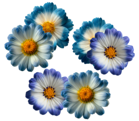 stunning photograph of five vibrant blue and white bicolor composite flowers, featuring bright yellow centers, perfectly isolated on a solid black backdrop.