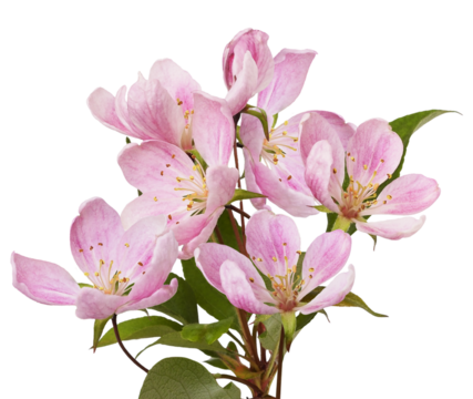 beautiful photograph of delicate pink crabapple or cherry blossoms clustered on a branch with fresh green leaves, isolated against a dark black field.