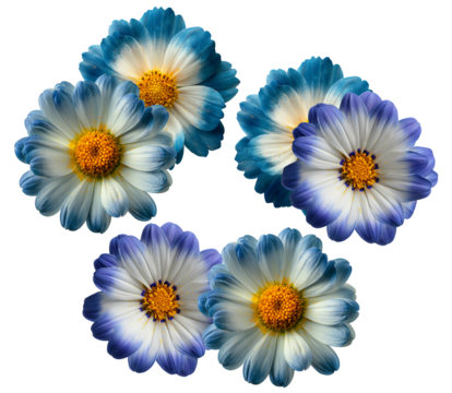 stunning photograph of five vibrant blue and white bicolor composite flowers, featuring bright yellow centers, perfectly isolated on a solid black backdrop.