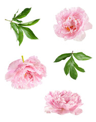 a beautiful photograph of pink peony blossoms and fresh green leaves, isolated on a clean transparent background for easy incorporation into design projects.