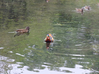 ducks on the lake with lotus leaves in a fresh garden at West Lake (Xi Hu), Hangzhou, China. A vibrant, refreshing scene showcasing tranquil waters in the famous lakeside park.