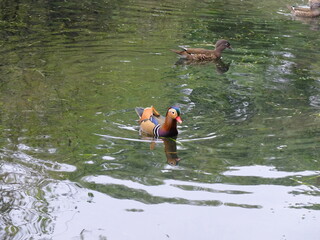 Clear pond with lotus leaves in a fresh garden at West Lake (Xi Hu), Hangzhou, China. A vibrant, refreshing scene showcasing tranquil waters in the famous lakeside park.