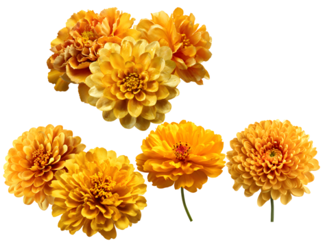 grouping of bright yellow and orange dahlia and chrysanthemum flower heads with dense petals, providing versatile decorative elements isolated on black.