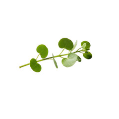 A delicate sprig of vibrant green foliage with round leaves and water droplets isolated on a pure white background in soft studio lighting