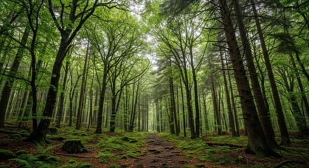 Obraz premium A serene forest scene with a path leading through a dense grove of trees, illuminated by soft, diffused light, creating a tranquil and peaceful atmosphere.