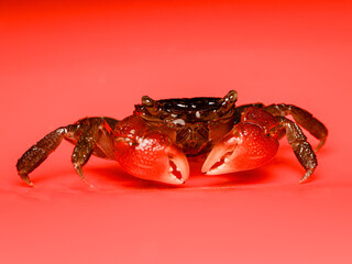 Crabe de mangrove rouge (Sesarma bidens), crustacé semi-terrestre originaire d’Asie du Sud-Est.