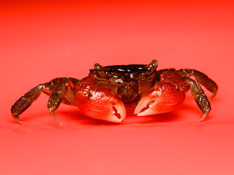 Crabe de mangrove rouge (Sesarma bidens), crustac&eacute; semi-terrestre originaire d&rsquo;Asie du Sud-Est.