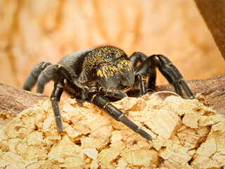 Eresus kollari – femelle d’araignée velue sur substrat sec