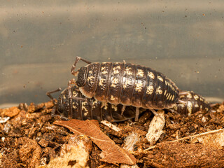 Cloporte Porcellio ornatus, espèce d’isopode terrestre élevée en terrarium et originaire d’Espagne.