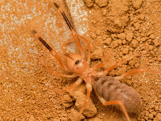 Galeodes sp. – solifuge du désert, araignée chameau sur substrat sableux