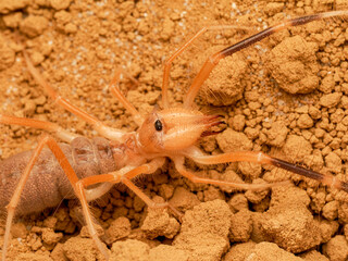 Galeodes sp. – solifuge du désert, araignée chameau sur substrat sableux