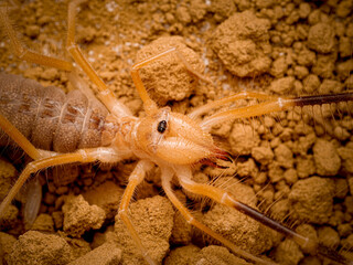 Galeodes sp. – solifuge du désert, araignée chameau sur substrat sableux