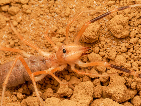 Galeodes sp. &ndash; solifuge du d&eacute;sert, araign&eacute;e chameau sur substrat sableux