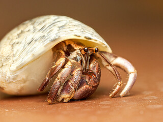 Coenobita sp., bernard-l’hermite terrestre photographié en gros plan. Cet arthropode utilise une coquille vide pour protéger son abdomen, qu’il transporte lors de ses déplacements.