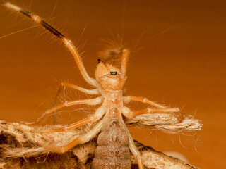 Galeodes sp. – solifuge du désert, araignée chameau sur substrat sableux