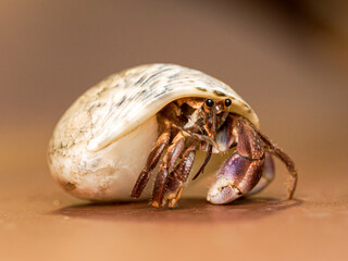 Coenobita sp., bernard-l’hermite terrestre photographié en gros plan. Cet arthropode utilise une coquille vide pour protéger son abdomen, qu’il transporte lors de ses déplacements.