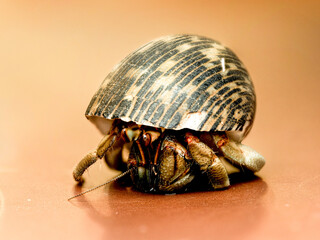 Coenobita sp., bernard-l’hermite terrestre photographié en gros plan. Cet arthropode utilise une coquille vide pour protéger son abdomen, qu’il transporte lors de ses déplacements.