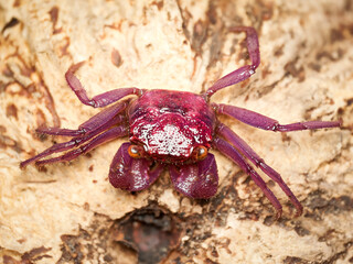 Crabe vampire (Geosesarma sp.), petit crabe semi-aquatique originaire d’Asie du Sud-Est. Espèce tropicale à la carapace violette et aux pinces roses, très prisée en terrarium humide pour ses couleurs 