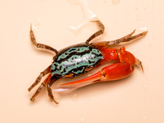 Crabe violoniste (Uca sp.), mâle reconnaissable à sa grande pince orange utilisée pour la communication et les parades nuptiales.