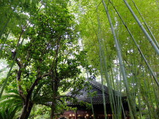 Atmosphere and ancient Chinese architecture inside the famous Yuyuan Garden in Shanghai, China. Showcasing Ming Dynasty design, rockeries, pavilions, and tranquil ponds.