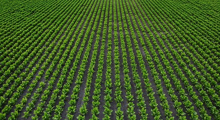 Aerial view showcases a vast, meticulously organized field of healthy, green rows of growing plants